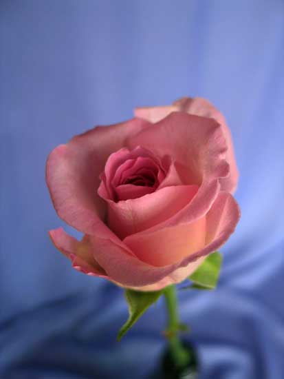 la jolie rose